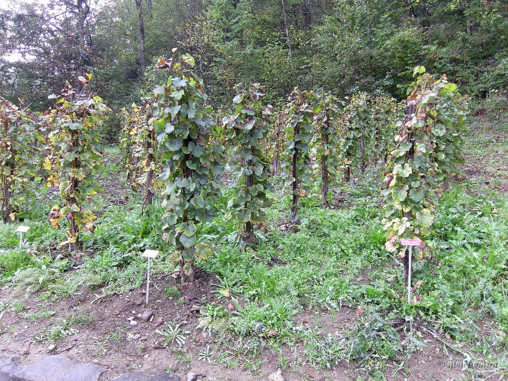 20131009_0056